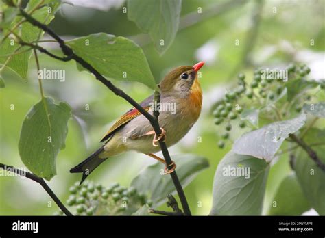are nightingales in china